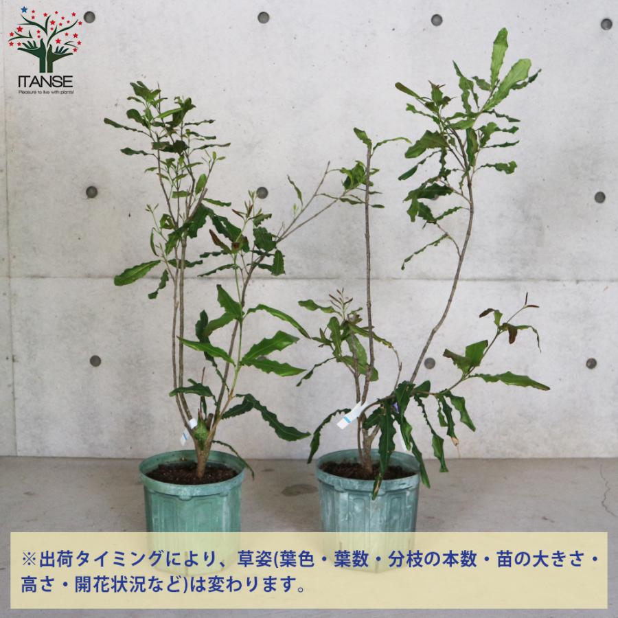 ITANSE マカダミアナッツの苗木 果樹の苗木 とり木苗 7号スリット鉢 1