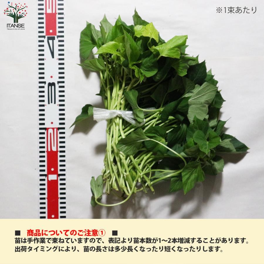 ITANSE さつまいも切苗 品種：金時(キントキイモ) 予約商品 野菜の苗 切苗：約150本(25本×6束)  送料無料 イタンセ公式｜itanse｜02