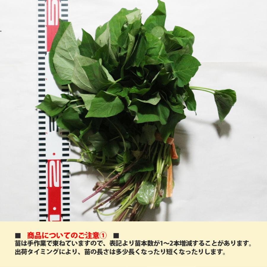 ITANSE さつまいも切苗 品種：紅はるか(ベニハルカ) 予約商品 野菜の苗