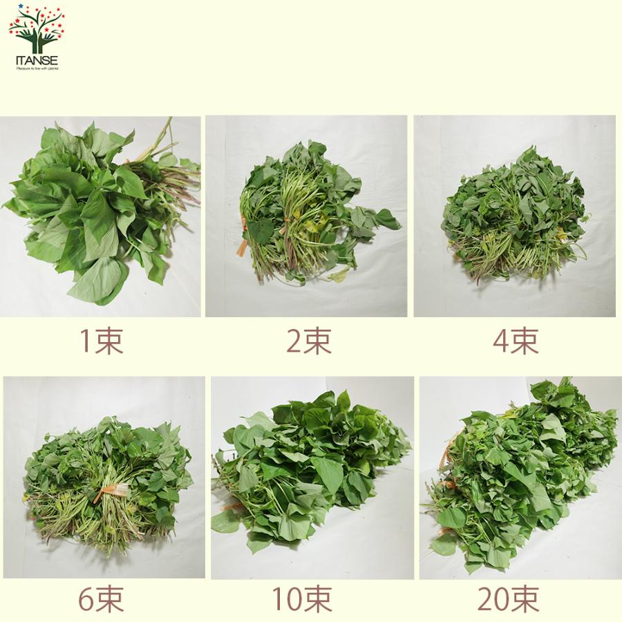 ITANSE さつまいも切苗 品種：紅はるか(ベニハルカ) 予約商品 野菜の苗