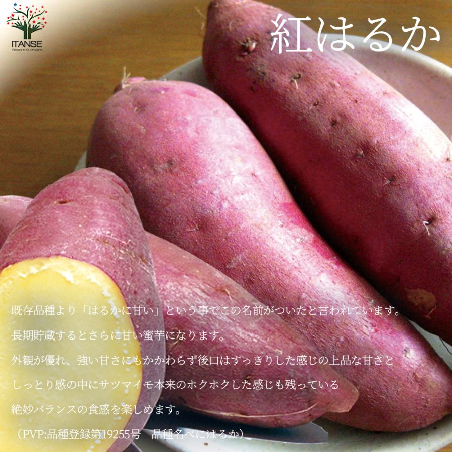 ITANSE さつまいも切苗 品種：紅はるか(ベニハルカ) 予約商品 野菜の苗