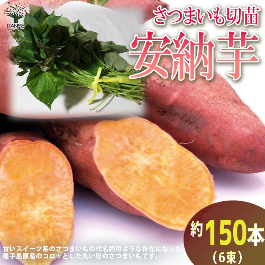 安納芋切り苗1,000本