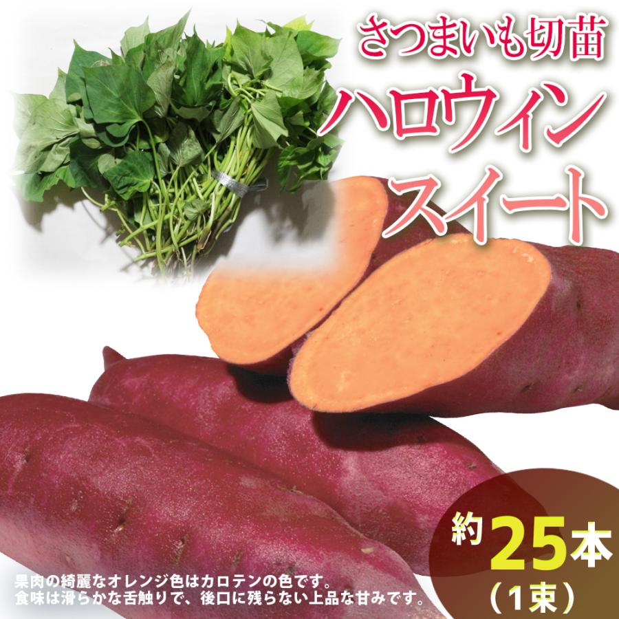 ITANSE さつまいも切苗 品種：ハロウィンスイート 予約商品 野菜の苗