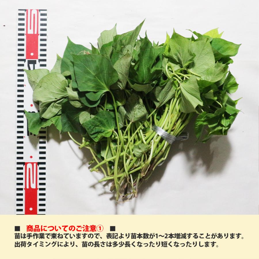 ITANSE さつまいも切苗 品種：ハロウィンスイート 予約商品 野菜の苗