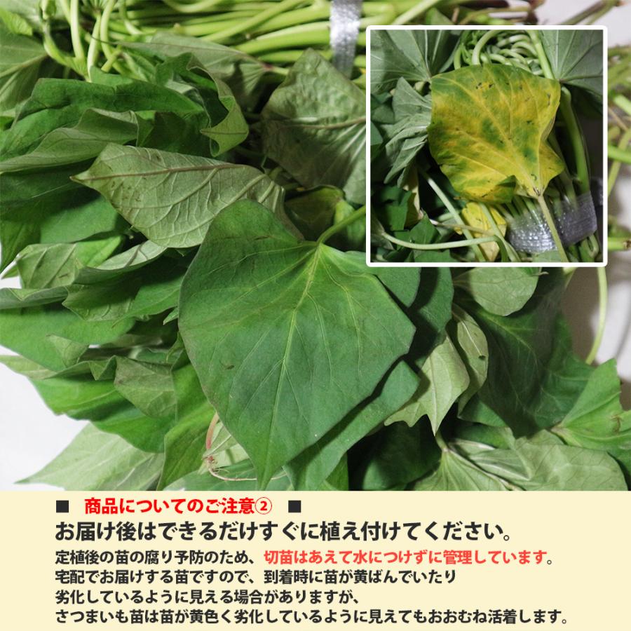 ITANSE さつまいも切苗 品種：ハロウィンスイート 予約商品 野菜の苗