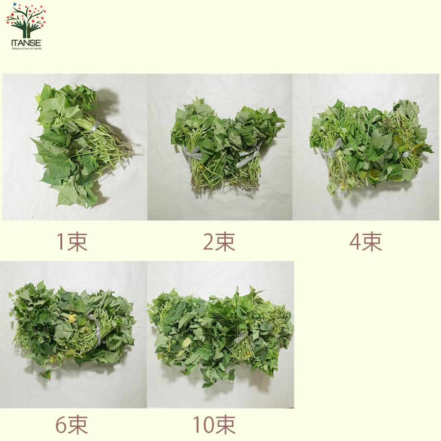 ITANSE さつまいも切苗 品種：ハロウィンスイート 予約商品 野菜の苗