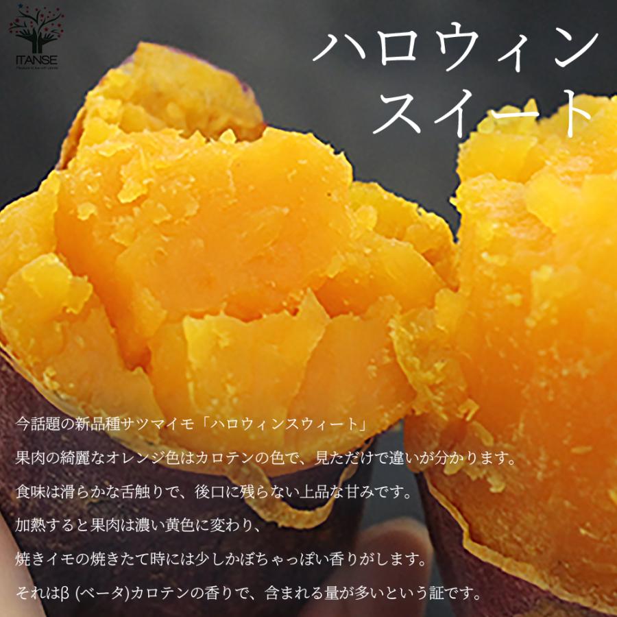 まなぶページ。ハロウィンスイート 500本 メリクロン苗 ITANSE さつまいも切苗 品種：ハロウィンスイート 予約商品 野菜の苗