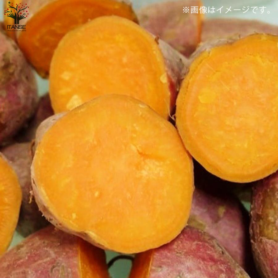 ITANSE さつまいも切苗 品種：ハロウィンスイート 予約商品 野菜の苗