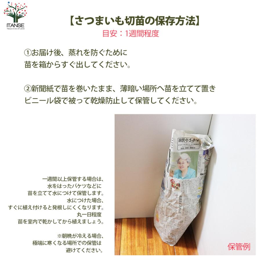 ITANSE さつまいも切苗 品種：ハロウィンスイート 予約商品 野菜の苗