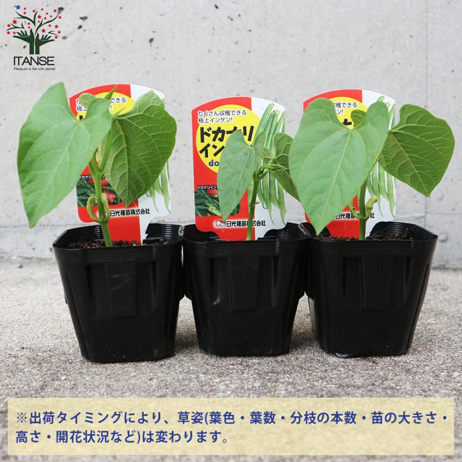 ITANSE ドカリナいんげん豆 野菜の苗 9cmポット苗 お買い得4個セット 人気 家庭菜園 簡単栽培 収穫 送料無料 イタンセ公式｜itanse｜03