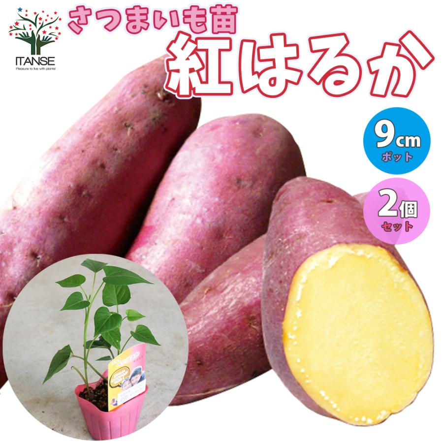 ITANSE さつまいもの苗 紅はるか(ベニハルカ) 野菜の苗 つる取り用 9cm