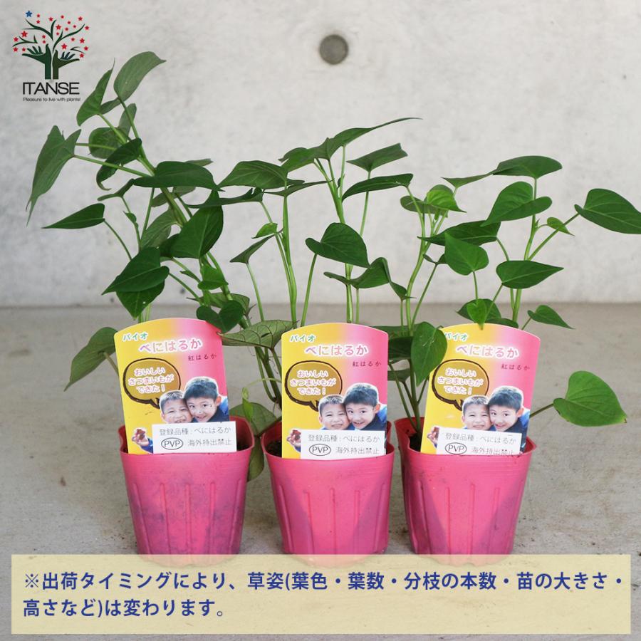 ITANSE さつまいもの苗 紅はるか(ベニハルカ) 野菜の苗 つる取り用 9cm