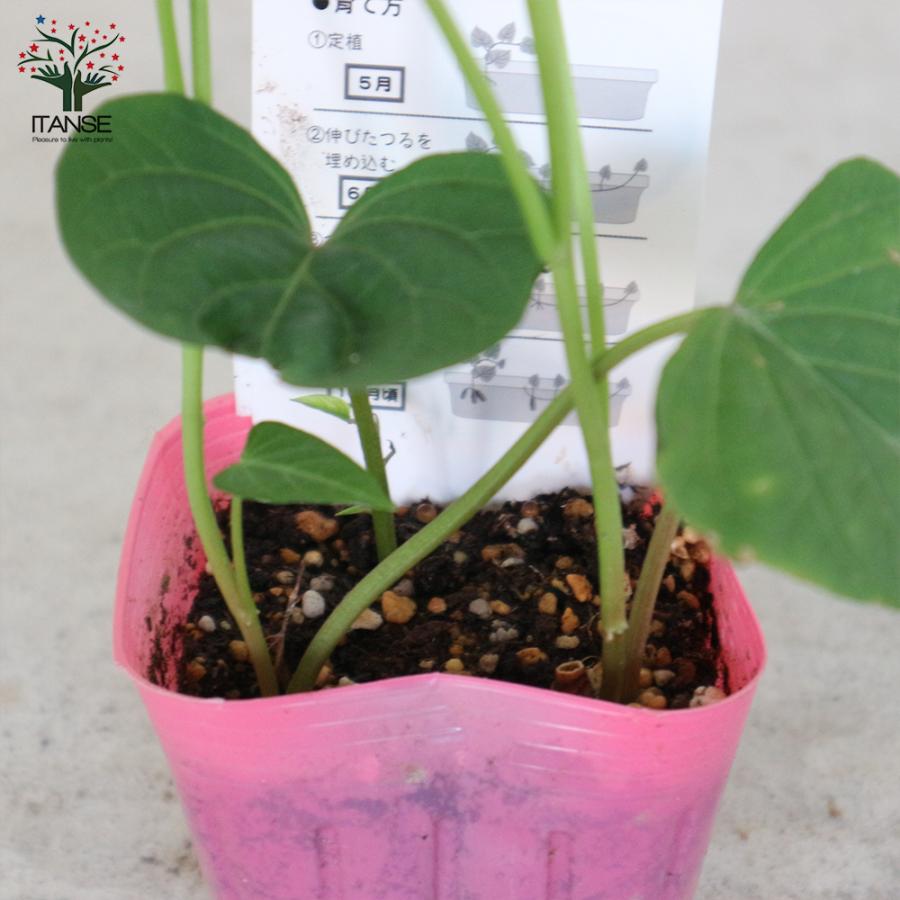 ITANSE さつまいもの苗 紅はるか(ベニハルカ) 野菜の苗 つる取り用 9cm