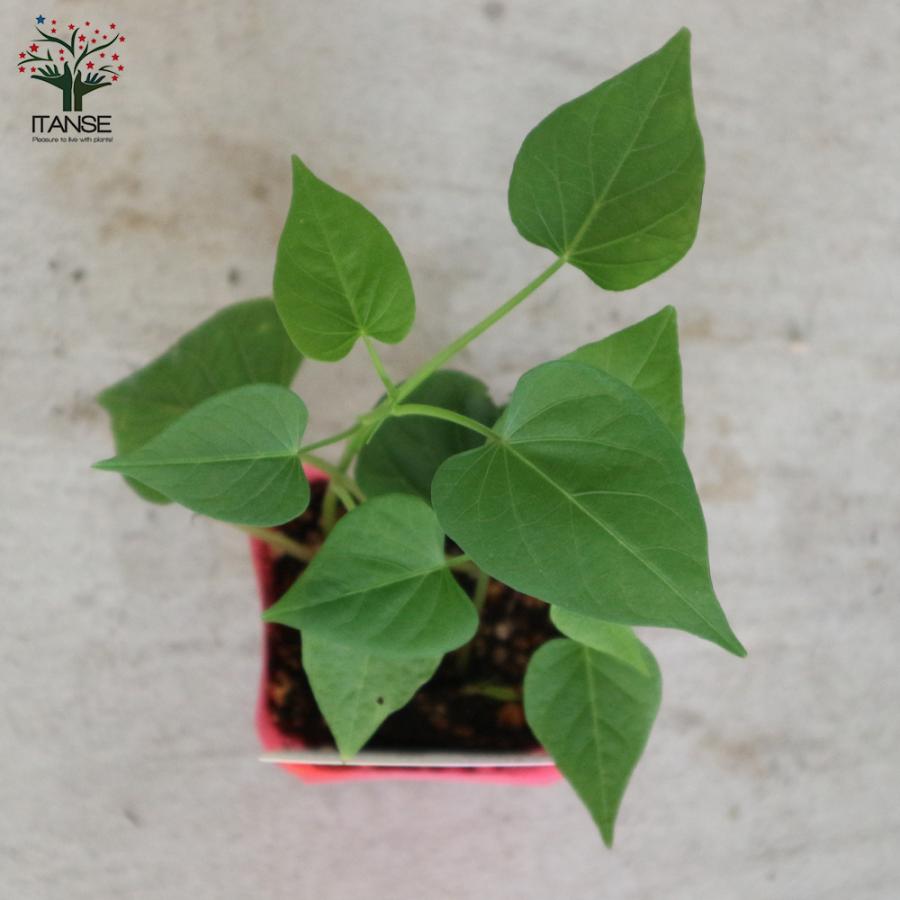 ITANSE さつまいもの苗 紅はるか(ベニハルカ) 野菜の苗 つる取り用 9cm