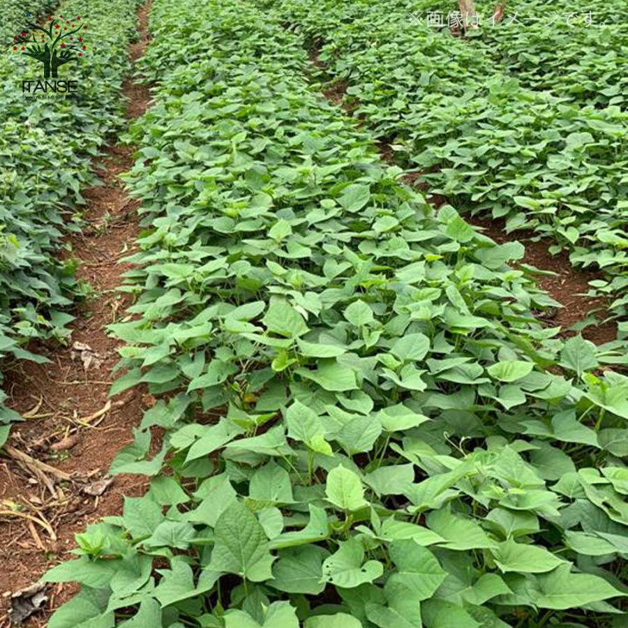 ITANSE さつまいもの苗 紅はるか(ベニハルカ) 野菜の苗 つる取り用 9cm