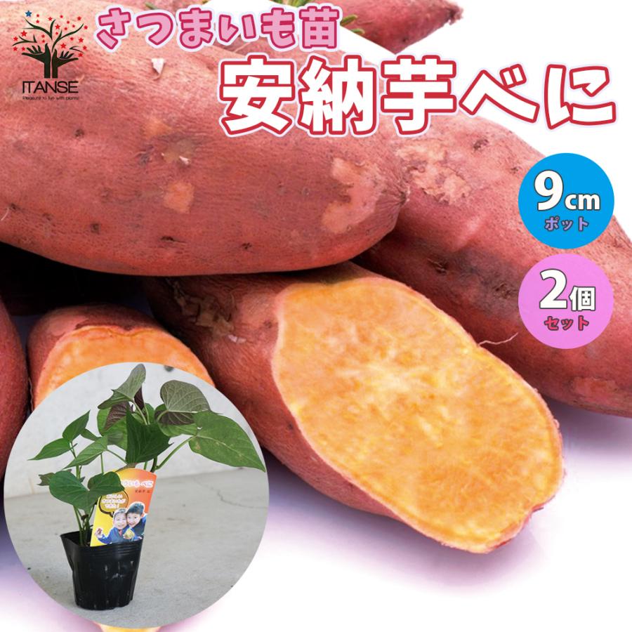 ITANSE さつまいもの苗 安納芋べに(アンノウイベニ) 野菜の苗 つる取り