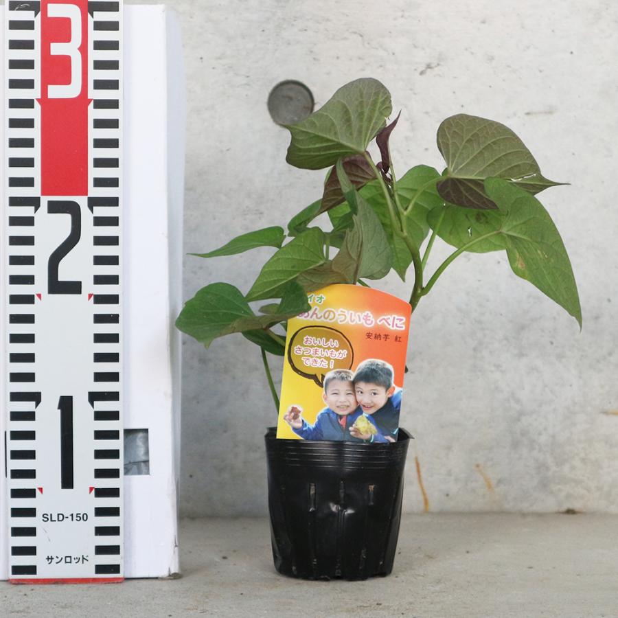 ITANSE さつまいもの苗 安納芋べに(アンノウイベニ) 野菜の苗 つる取り