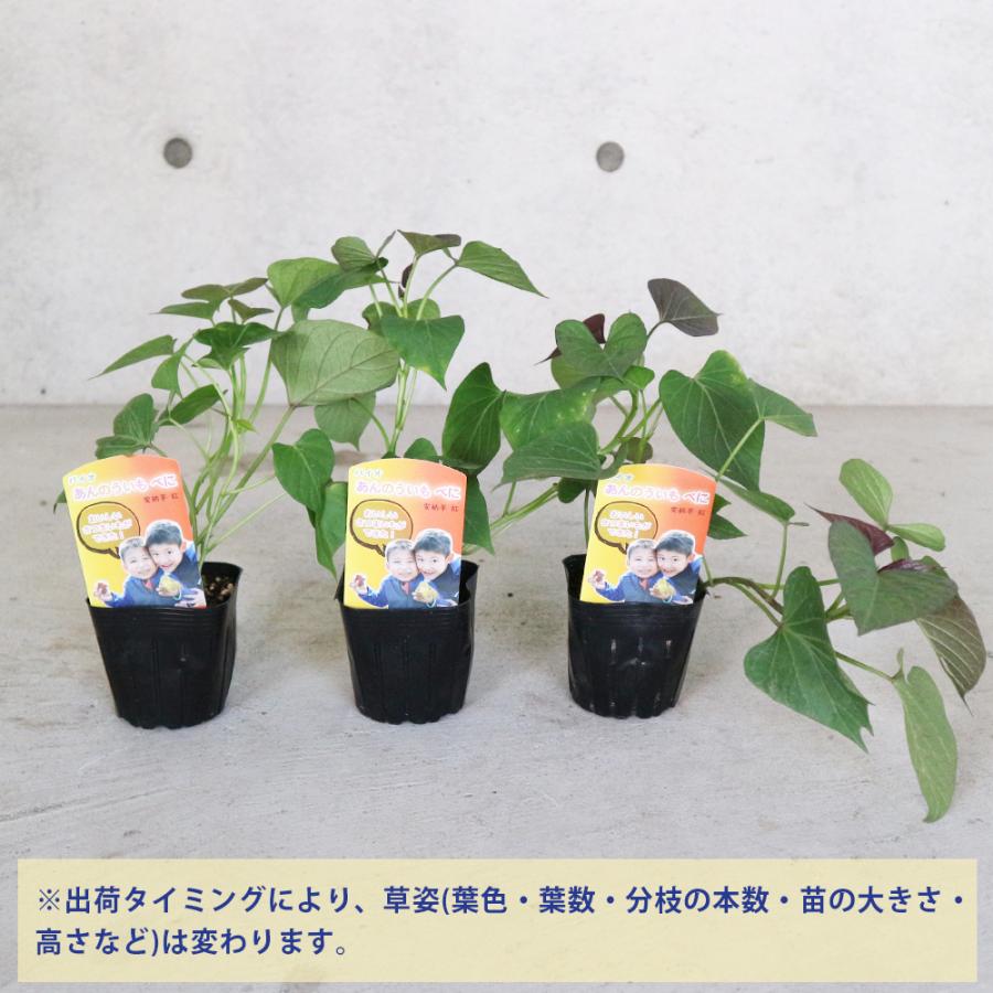 ITANSE さつまいもの苗 安納芋べに(アンノウイベニ) 野菜の苗 つる取り