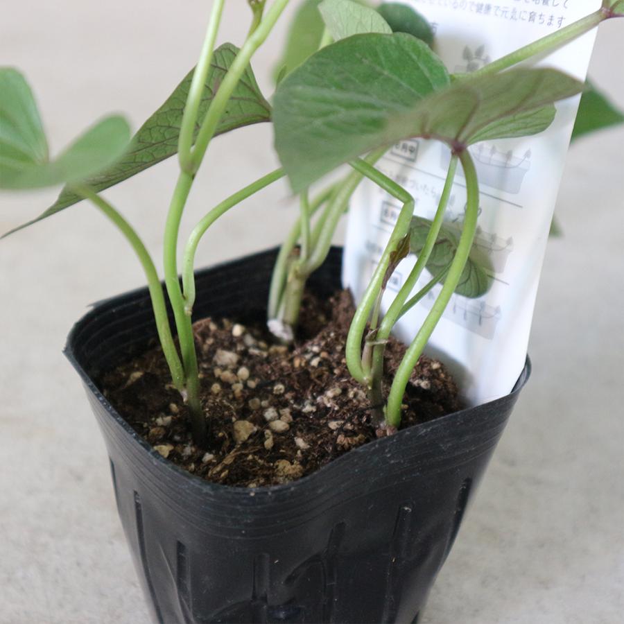 ITANSE さつまいもの苗 安納芋べに(アンノウイベニ) 野菜の苗 つる取り