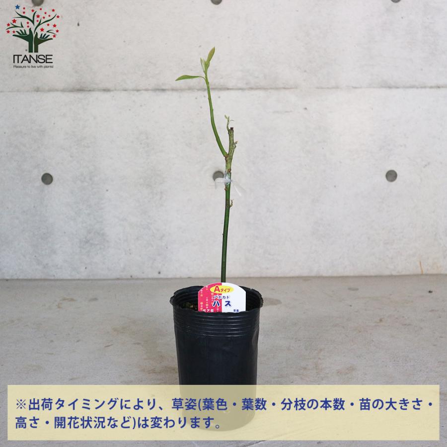 ITANSE アボカドの苗木 品種：ハス(Aタイプ) 果樹の苗木 接木苗 13.5cm