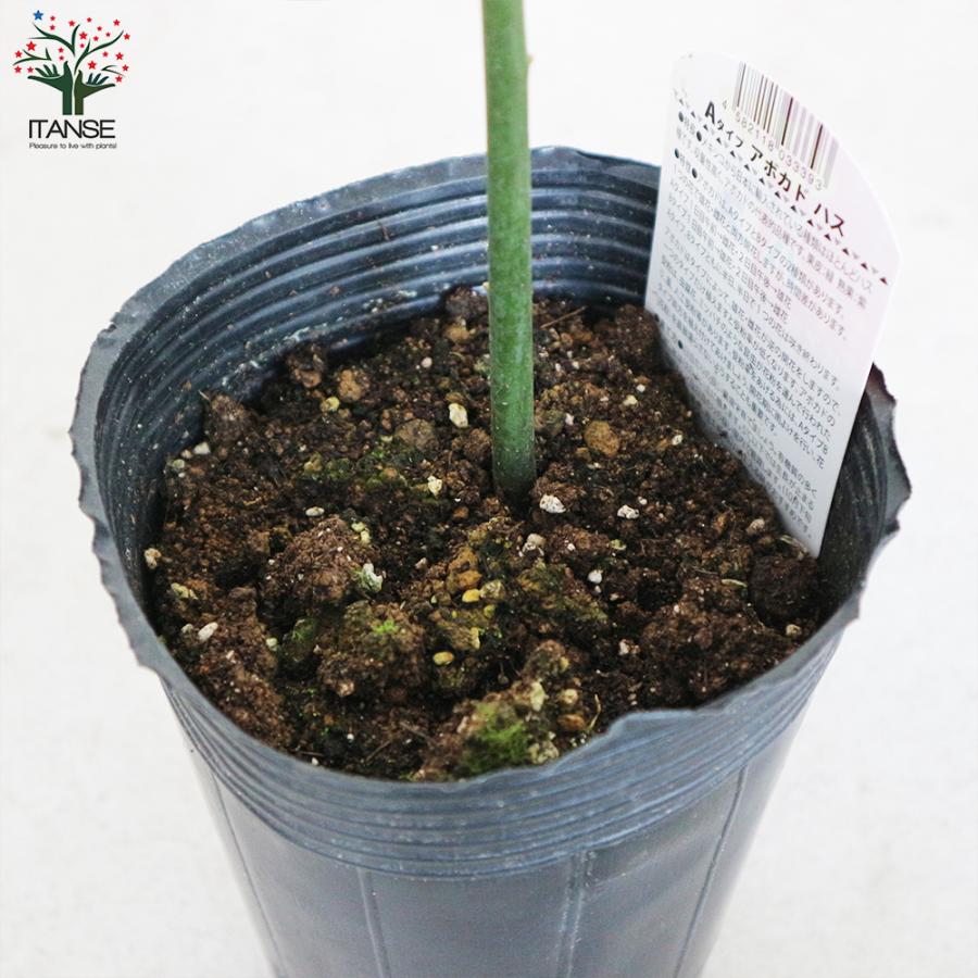 アボガド。接ぎ木。果実の苗鉢ごと無料で発送致します。 アボカド苗 、接ぎ木苗。鉢ごと無料で発送致します。 【公式通販】