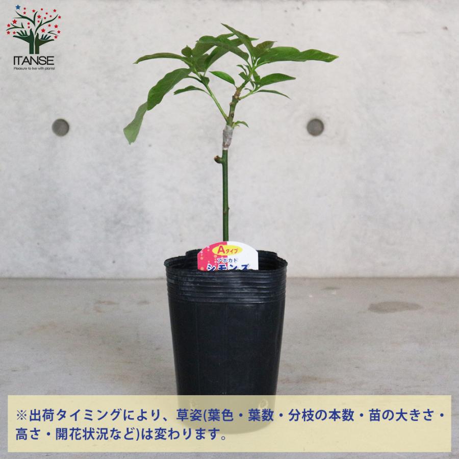 果実の苗 白い鉢 中程度の高さ アボカド苗木　4本　　剪定し新しい枝(各苗3枝) 果実の苗 白い鉢 中程度の高さ アボカド苗木 4本 剪定し