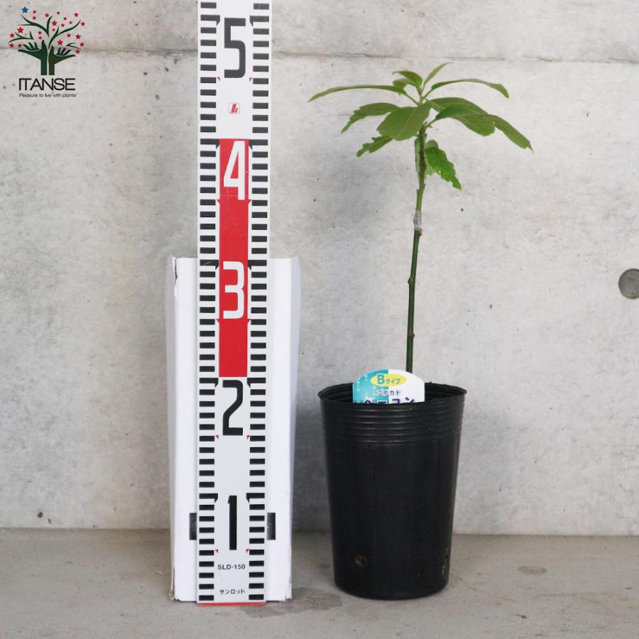 ITANSE アボカドの苗木 品種：ベーコン(Bタイプ) 果樹の苗木 接木苗