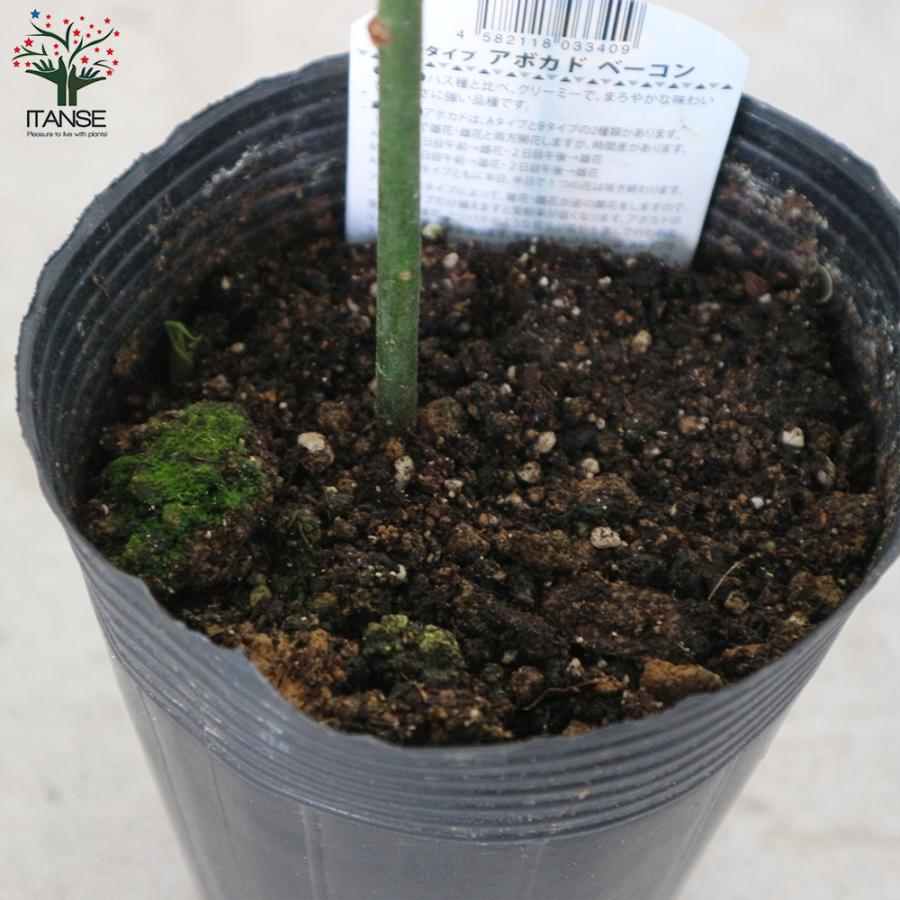 ITANSE アボカドの苗木 品種：ベーコン(Bタイプ) 果樹の苗木 接木苗