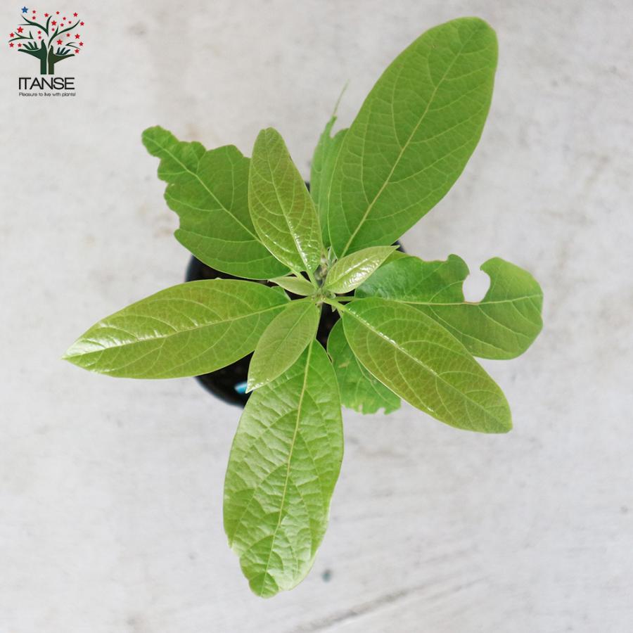 ITANSE アボカドの苗木 品種：ベーコン(Bタイプ) 果樹の苗木 接木苗