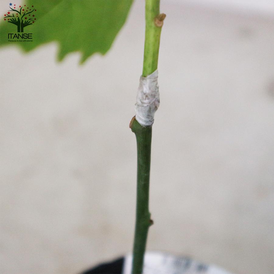 ITANSE アボカドの苗木 品種：ベーコン(Bタイプ) 果樹の苗木 接木苗