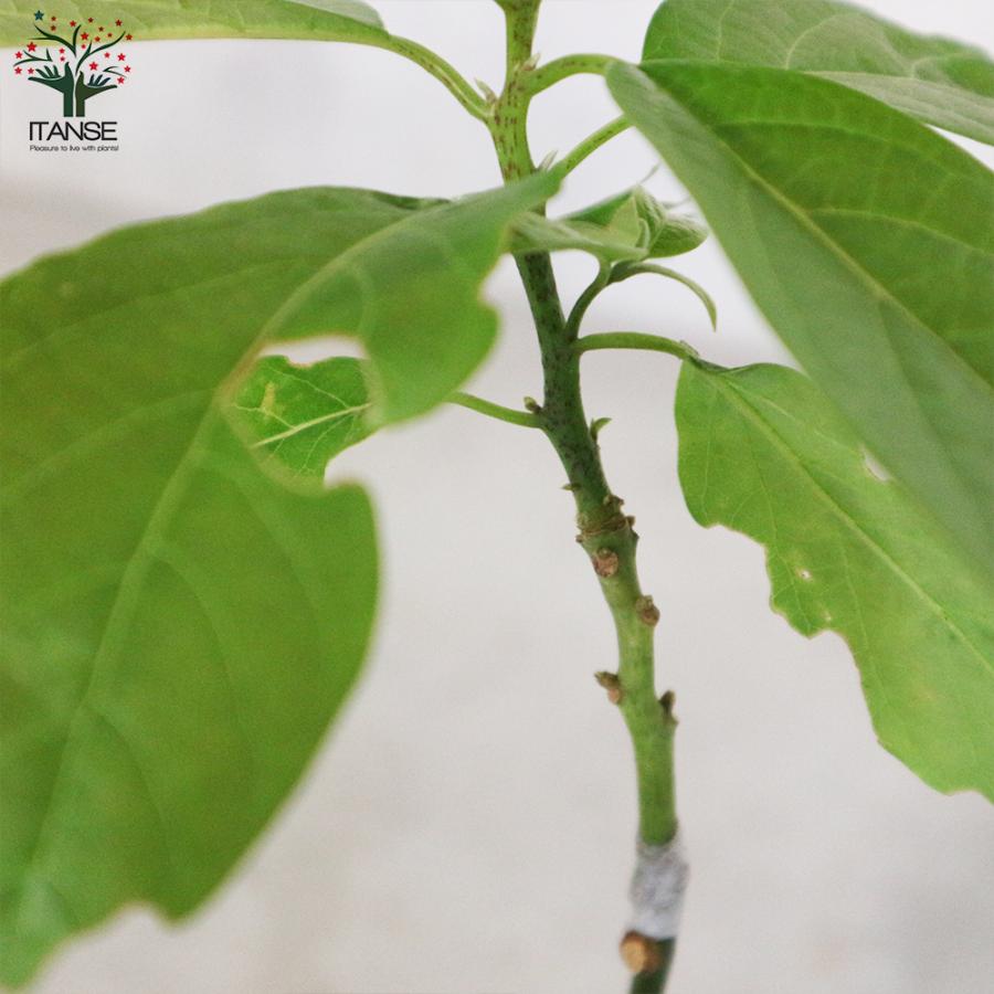 ITANSE アボカドの苗木 品種：ベーコン(Bタイプ) 果樹の苗木 接木苗