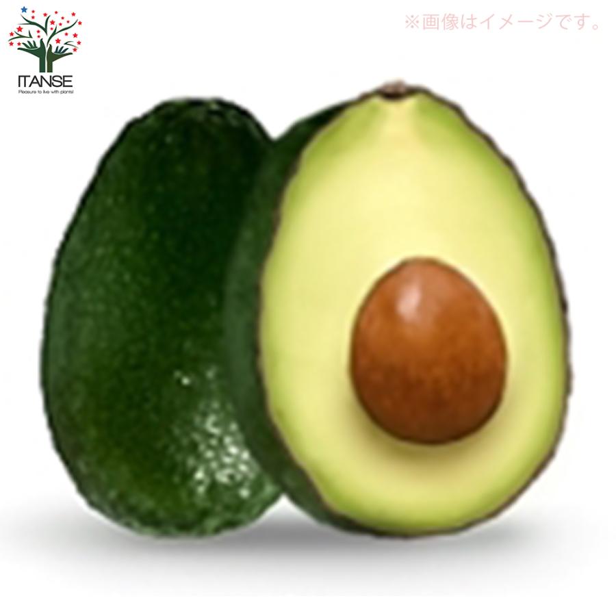 ITANSE アボカドの苗木 品種：ベーコン(Bタイプ) 果樹の苗木 接木苗