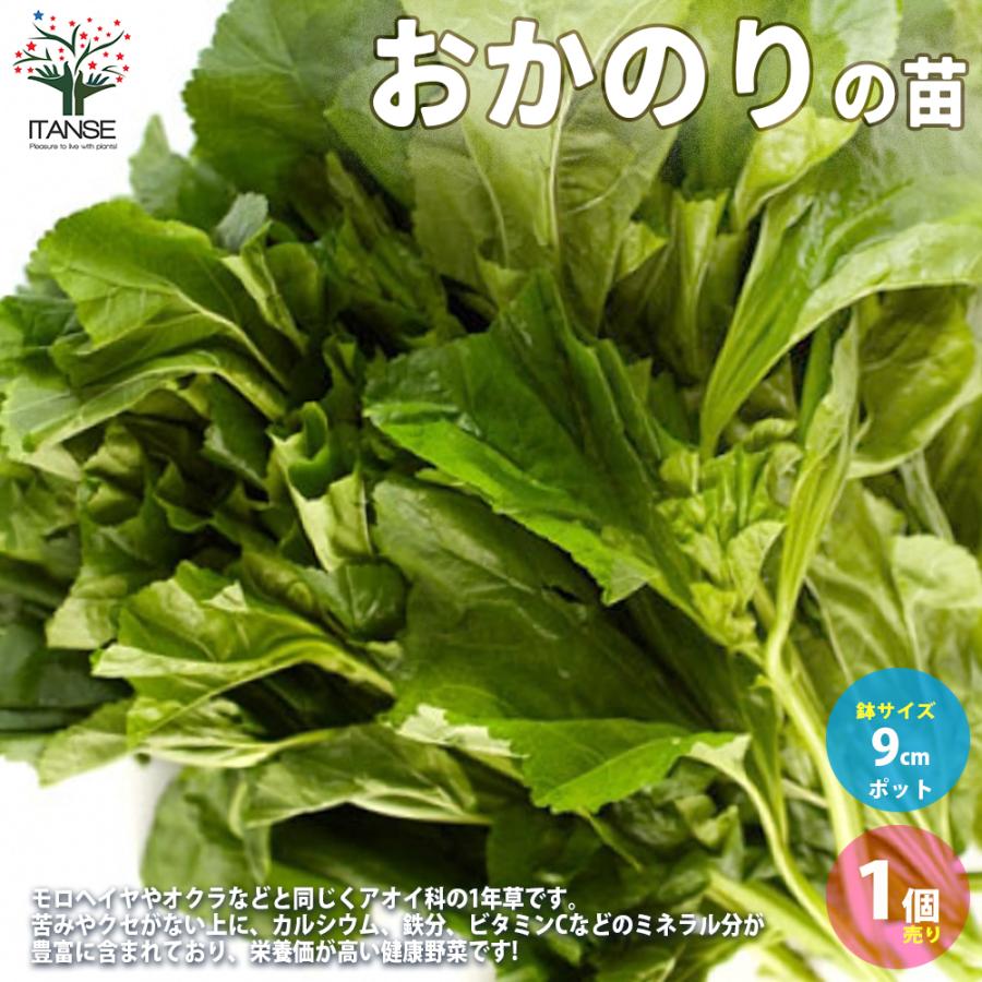 おかのり 野菜の苗 9cmポット 1個売り 人気 家庭菜園 簡単栽培 収穫 送料無料 Nae 野菜苗 植物 青果物販売のitanse 通販 Yahoo ショッピング