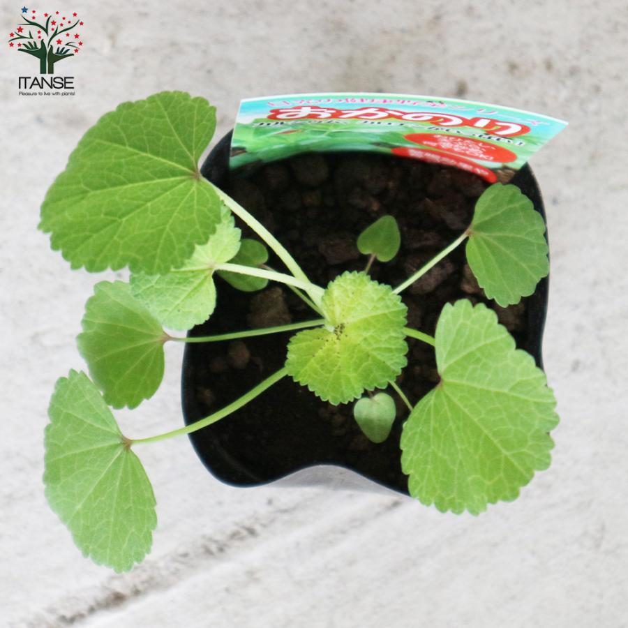 おかのり 野菜の苗 9cmポット お買い得8個セット 人気 家庭菜園 簡単栽培 収穫 送料無料 Nae 野菜苗 植物 青果物販売のitanse 通販 Yahoo ショッピング