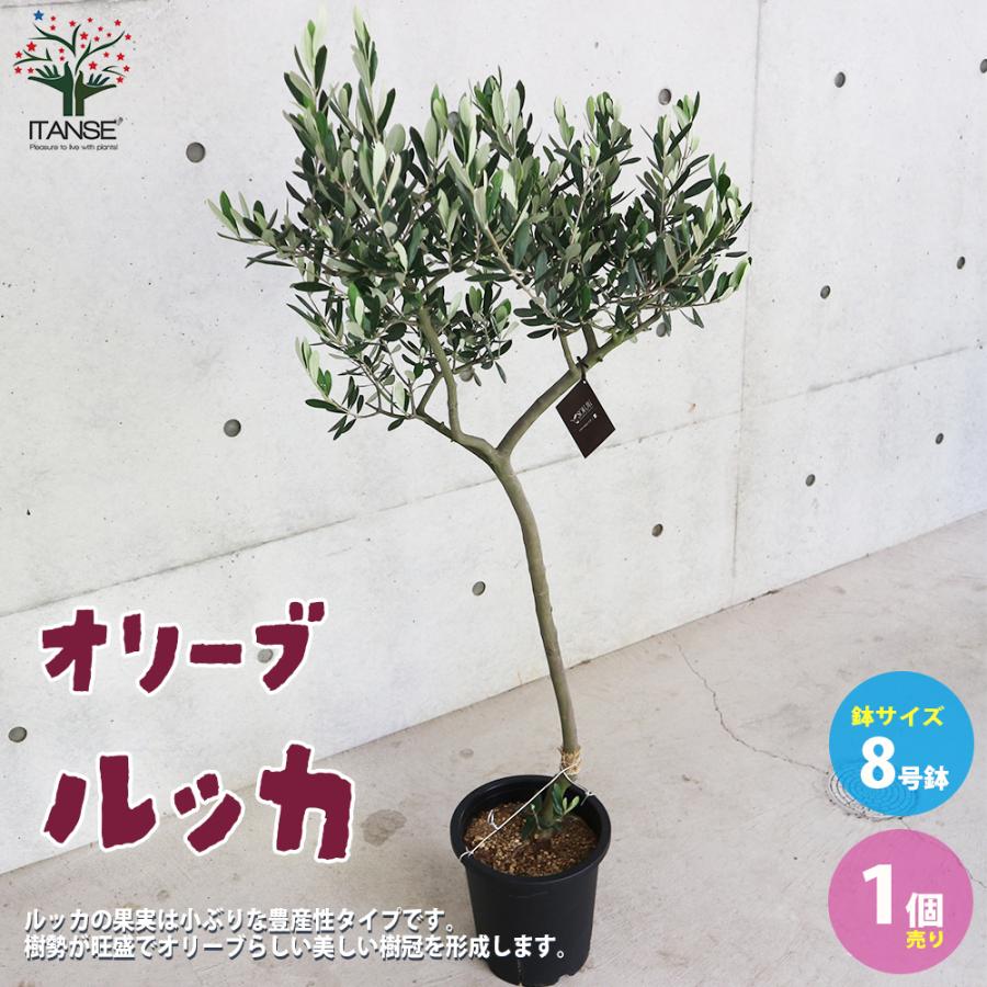 オリーブの苗木 品種 ルッカ 果樹の苗木 8号スタンド仕立て黒鉢 Lサイズ 1個売り 果樹 果物 栽培 趣味 園芸 送料無料 Nae 野菜苗 植物 青果物販売のitanse 通販 Yahoo ショッピング