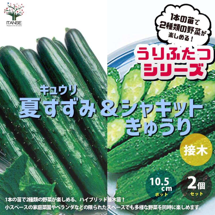 期間限定 うりふたつシリーズ 夏すずみ キュウリ シャキットきゅうり 野菜の苗 接木苗 10 5cmポット お買い得2個セット 収穫 送料無料 Whitesforracialequity Org