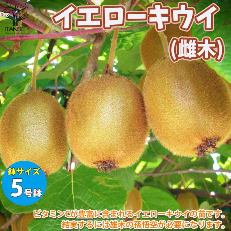 ITANSE キウイの苗木 品種：イエローキウイ(メス) 果樹の苗木 5号