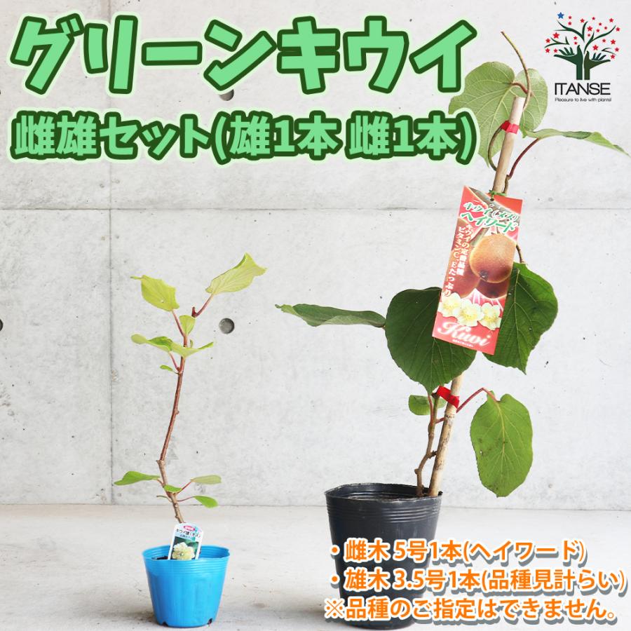 ITANSE 美味しいグリーンキウイ苗木 オス・メスセット 【メス木 5号1本