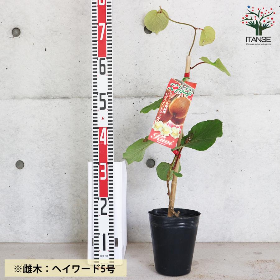 専用ページキウイの苗木3本セット ITANSE 美味しいキウイの苗木 雄雌セット 雄木1本/雌木2本(合計3本