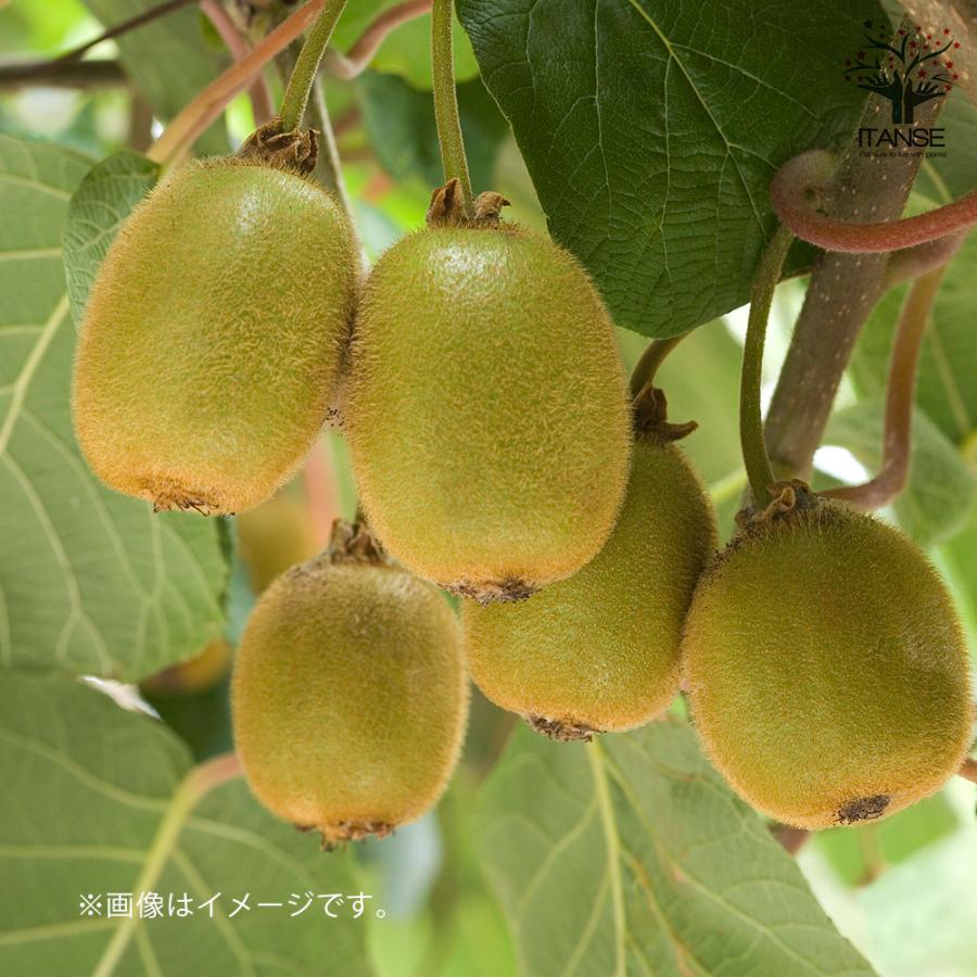 専用ページキウイの苗木3本セット ITANSE 美味しいキウイの苗木 雄雌セット 雄木1本/雌木2本(合計3本