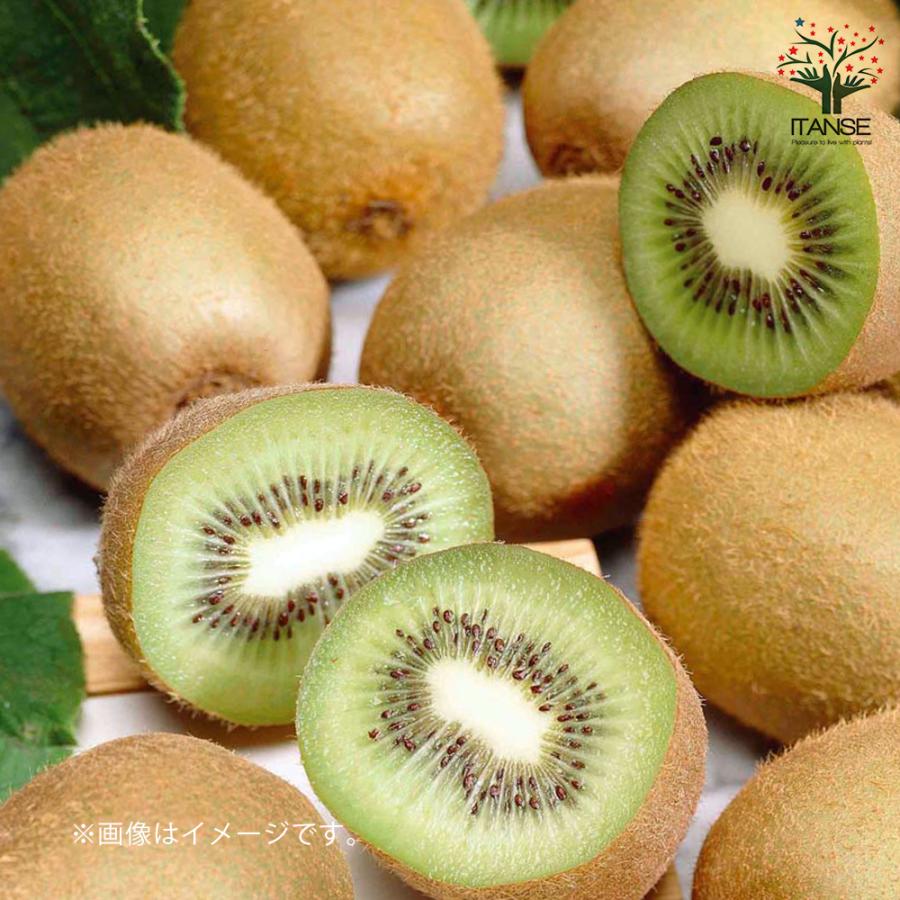 ITANSE 美味しいグリーンキウイ苗木 オス・メスセット 【メス木 5号1本