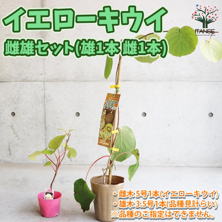 ITANSE 美味イエローキウイ苗木 オス・メスセット 【メス木 5号1本