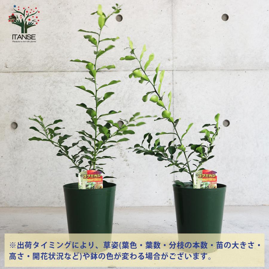 ITANSE コブミカンの苗木 果樹の苗木 挿し木苗 6号ポット大苗 Mサイズ