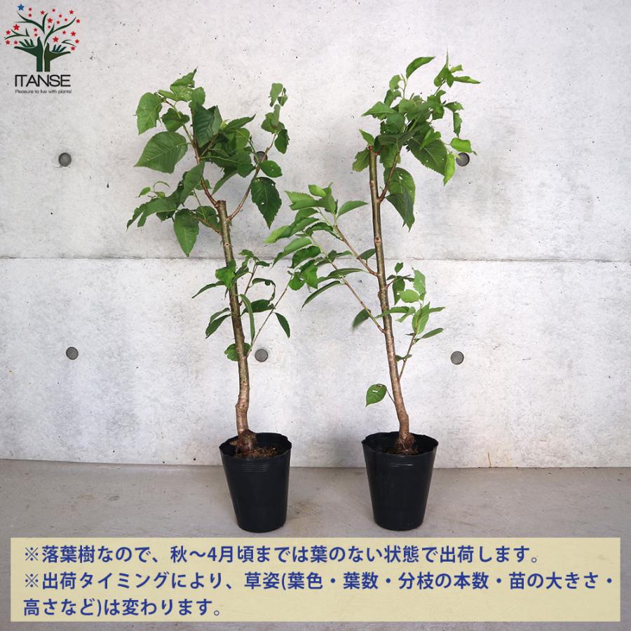 ITANSE さくらんぼ苗 暖地桜桃(だんちおうとう) 5号ポット 1個売り