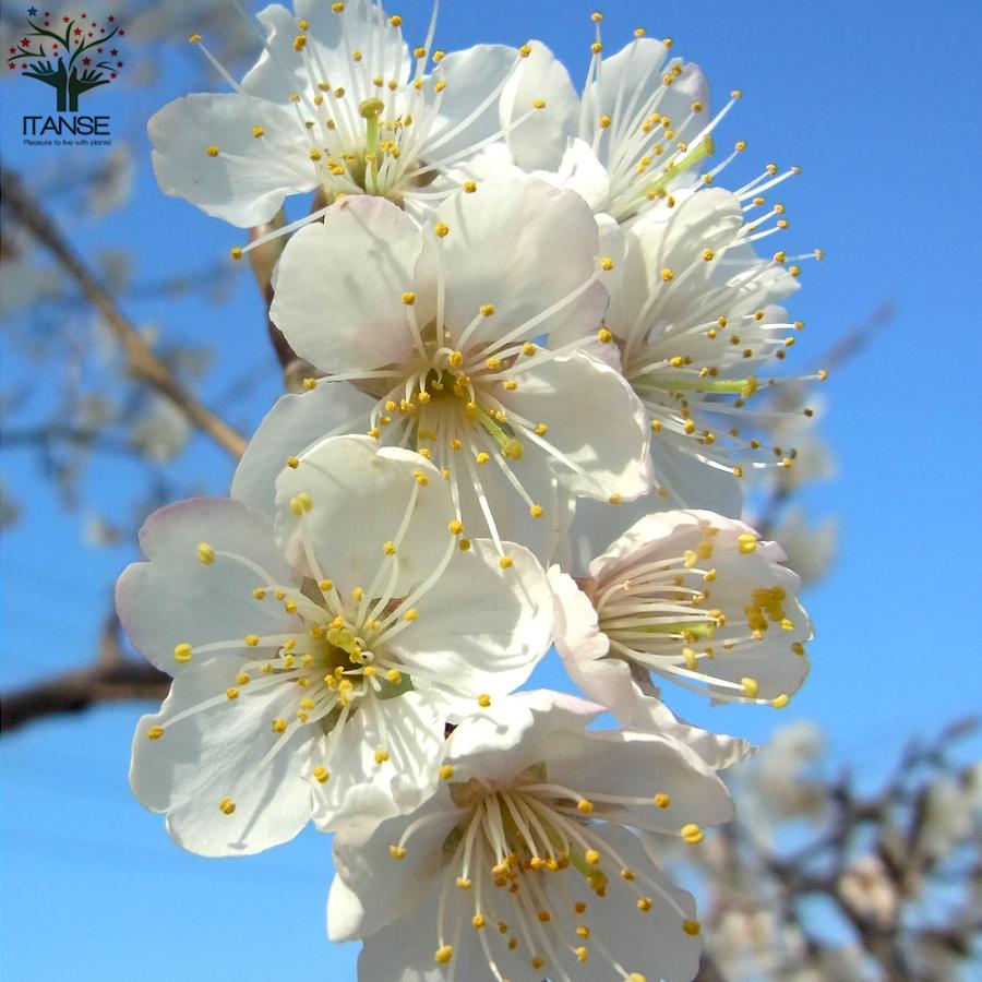 ITANSE さくらんぼ苗 暖地桜桃(だんちおうとう) 5号ポット 1個売り