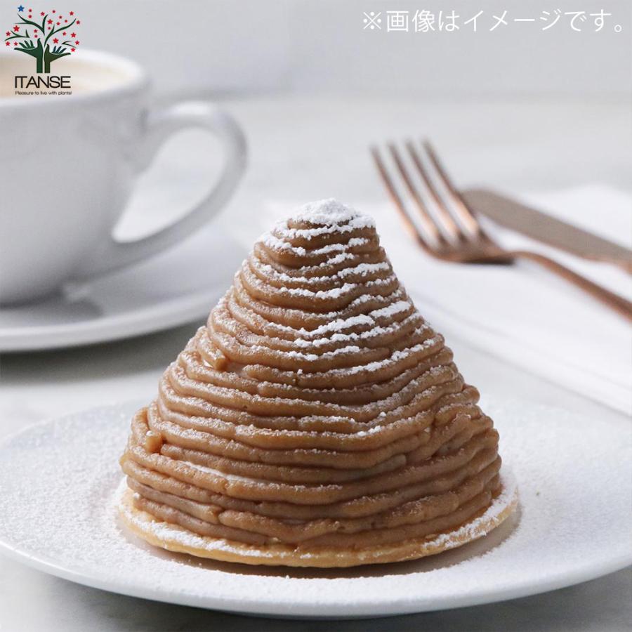 ITANSE 栗の苗 ぽろたん・美玖里(みくり) 受粉樹2本セット 果樹の苗木