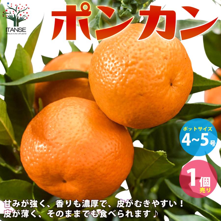 ITANSE みかんの苗 ポンカン 果樹の苗木 接木苗 4〜5号ポット 1個売り