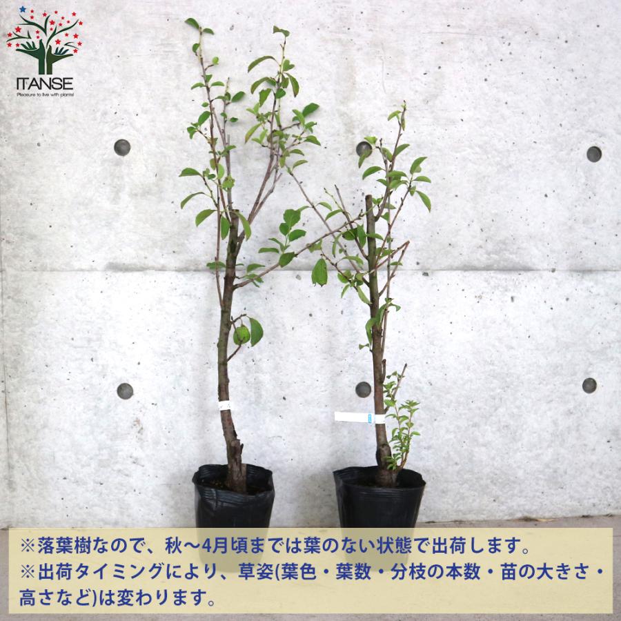 タマゴタケページシュガープルーン 苗木 果樹 4本セット ITANSE プルーンの苗 品種：シュガープルーン 果樹の苗木 4〜5号ポット