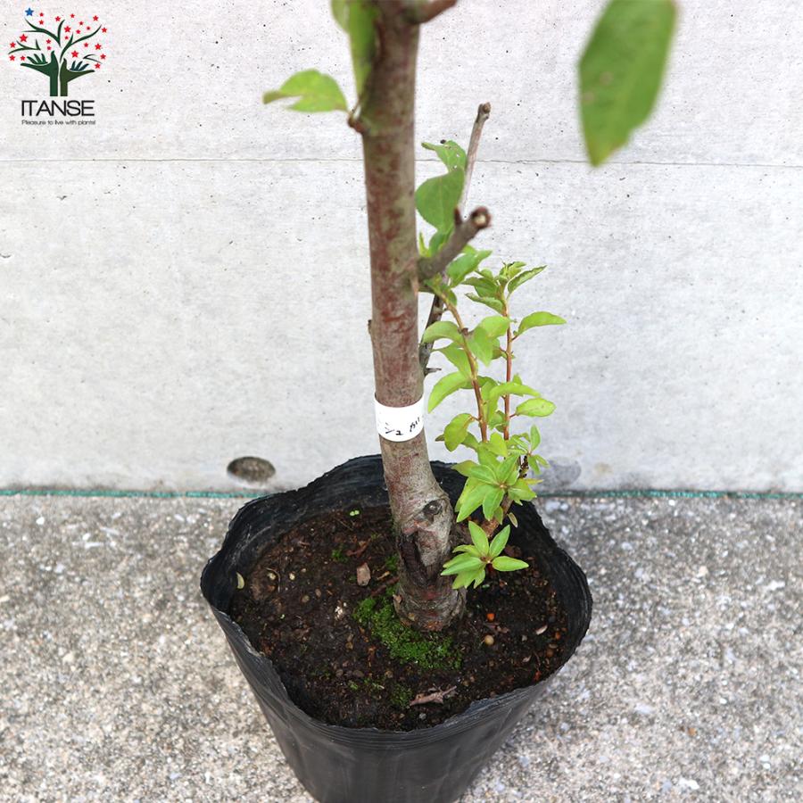 シュガープルーン 西洋すもも　接木苗木 約80㌢宅急便.ポット植えのまま匿名発送 ITANSE プルーンの苗 品種：シュガープルーン 果樹の苗木 4〜5号ポット