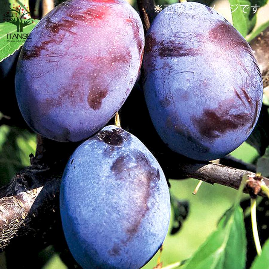 ITANSE プルーンの苗 品種：シュガープルーン 果樹の苗木 4〜5号ポット